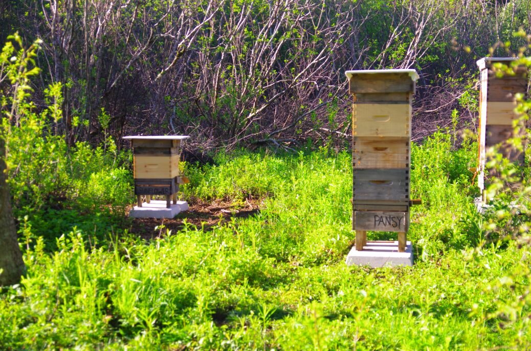 A thorough bee day