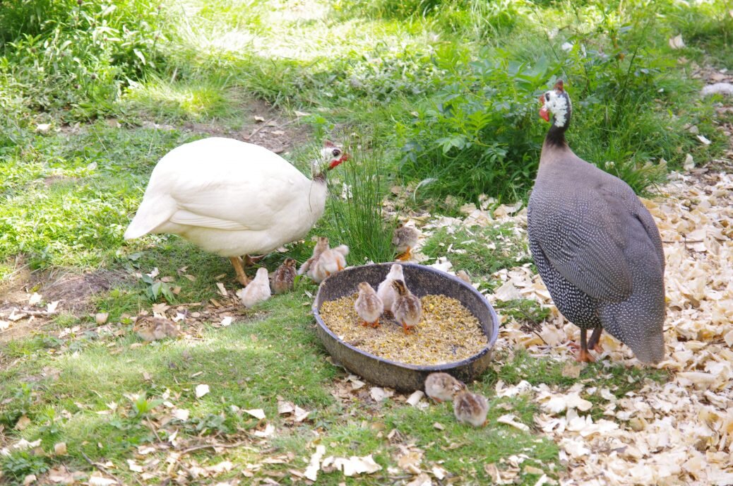 OMG KEETS!!!