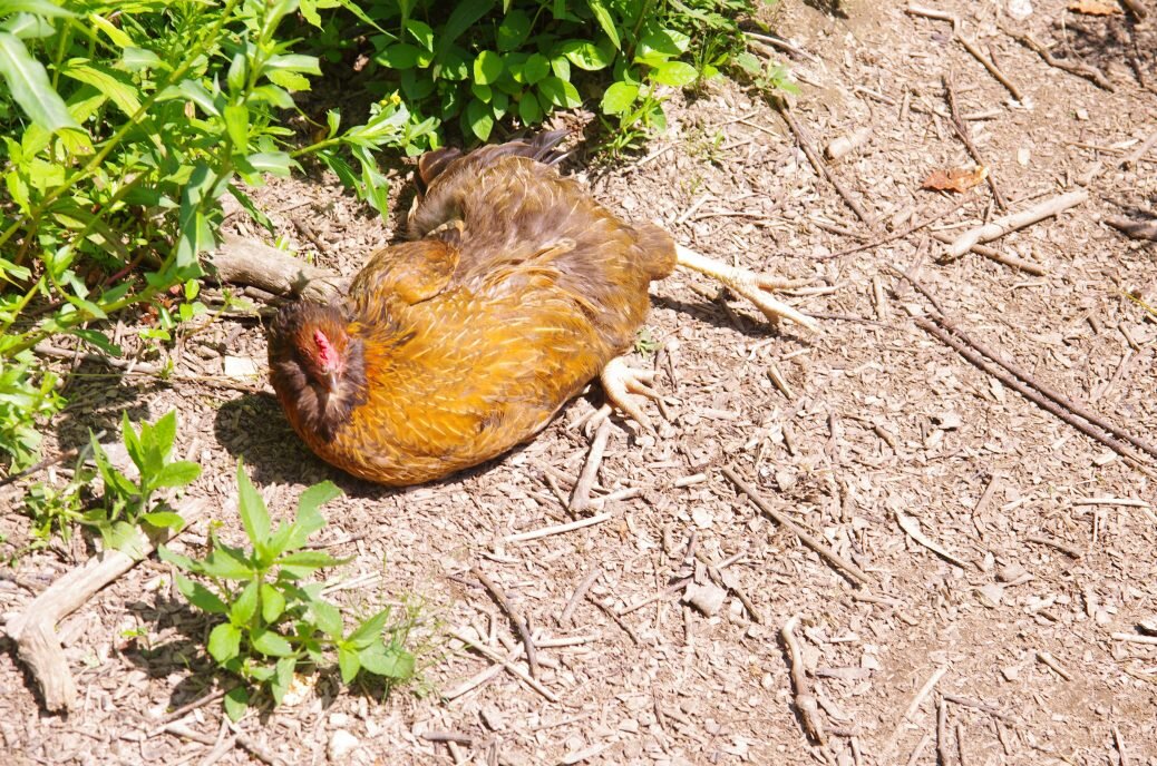 My chickens are scaring me today