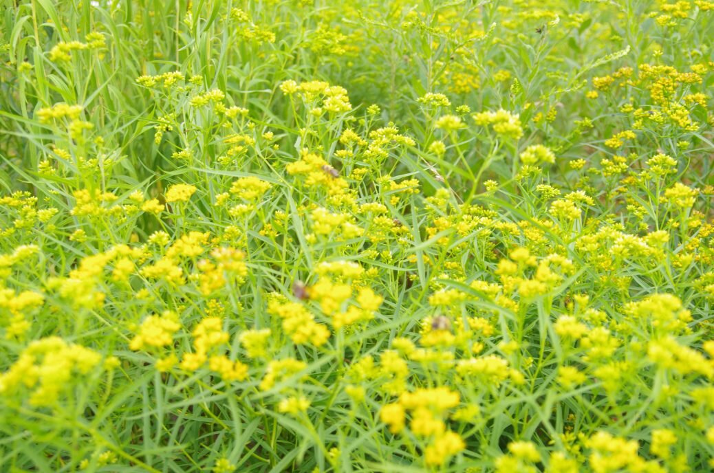 Bees in the goldenrod