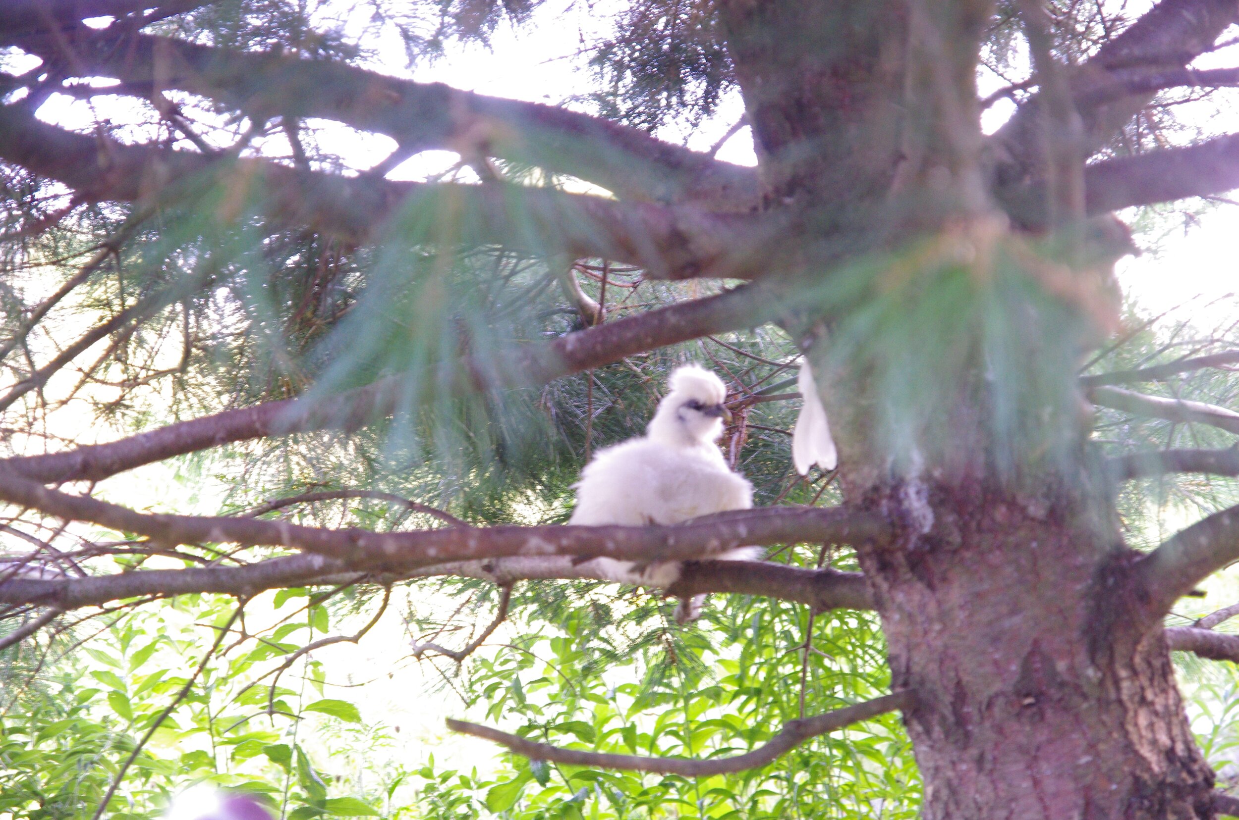 The evening perch