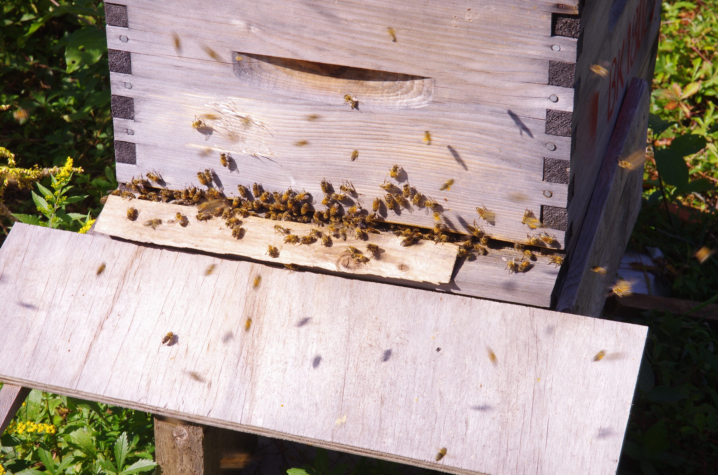 The bees are working like they've had coffee