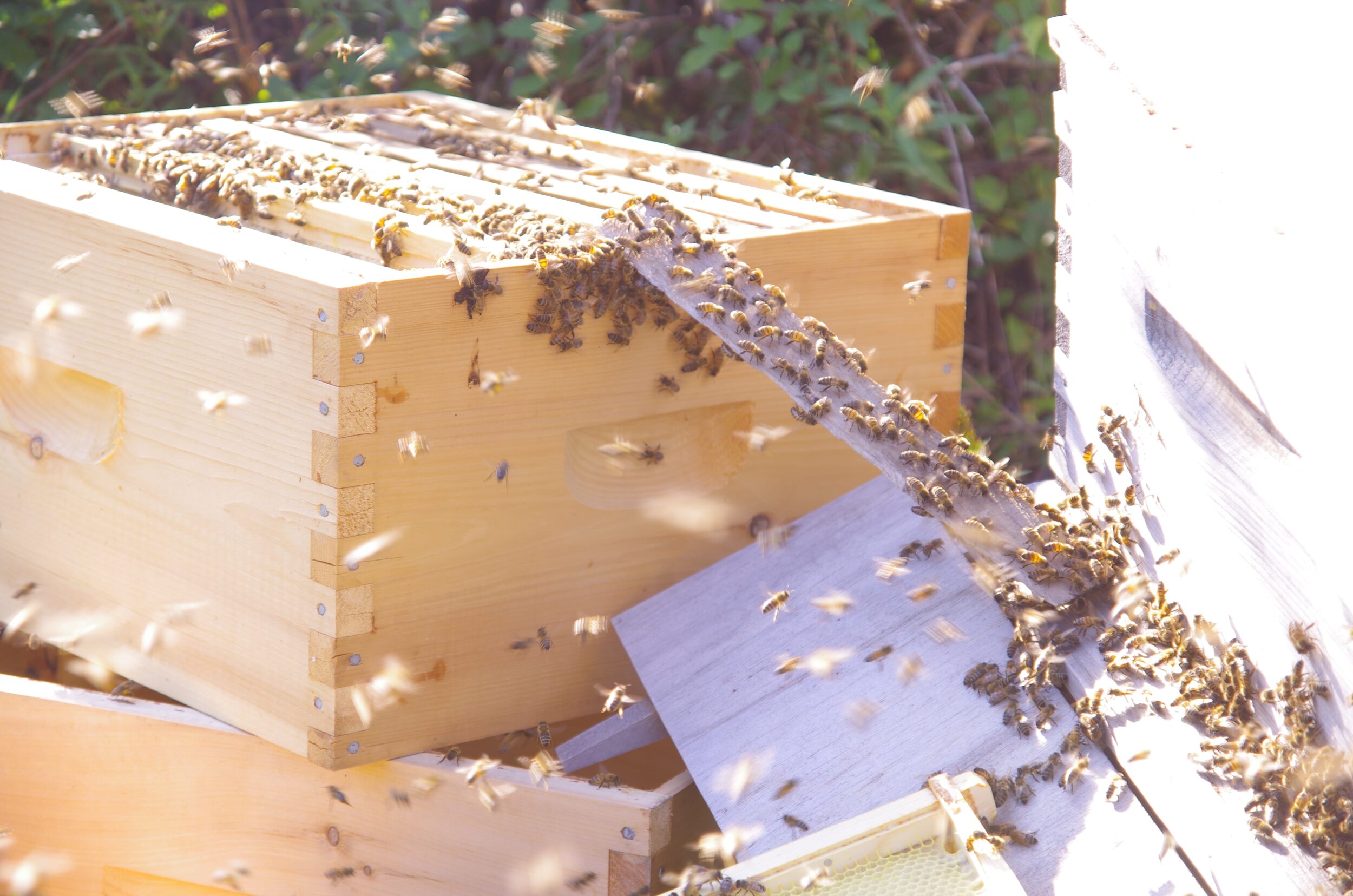 Beehive reduction