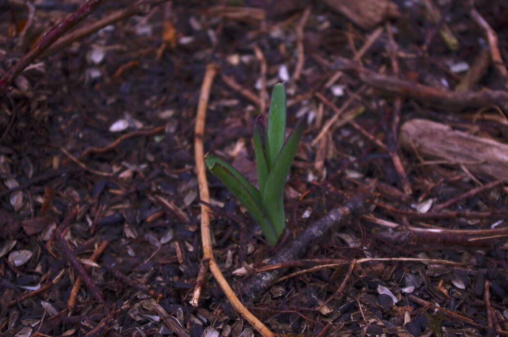 The tulips are up!