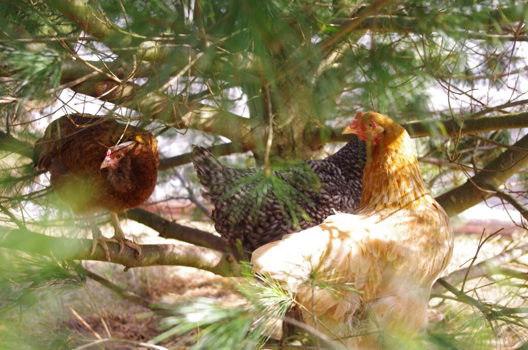 It's a sitting in a tree kind of day