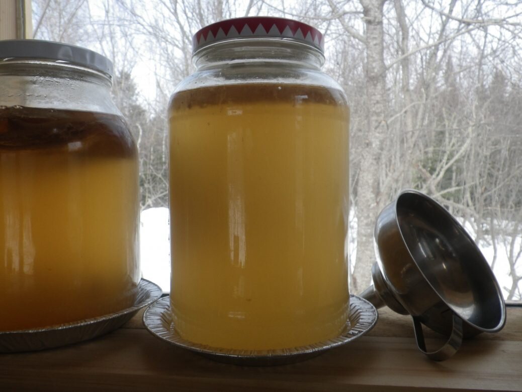 MAPLE SAP KOMBUCHA!