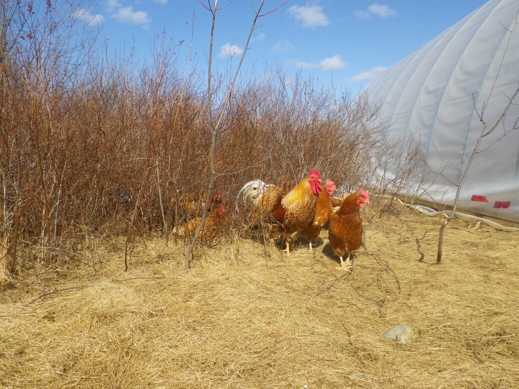 Red letter hen day