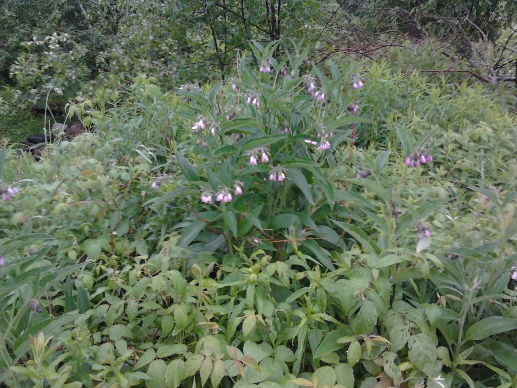 Comfrey!