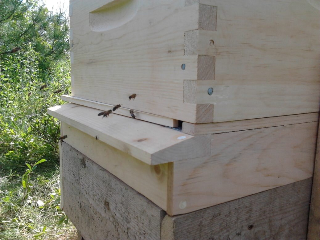 Bees! Day 2