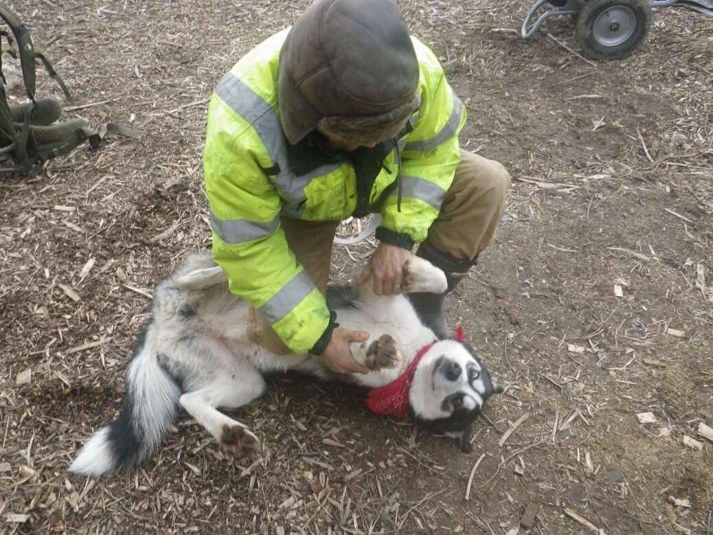 Better dog