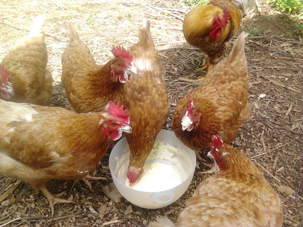 Pie in the face, chicken!