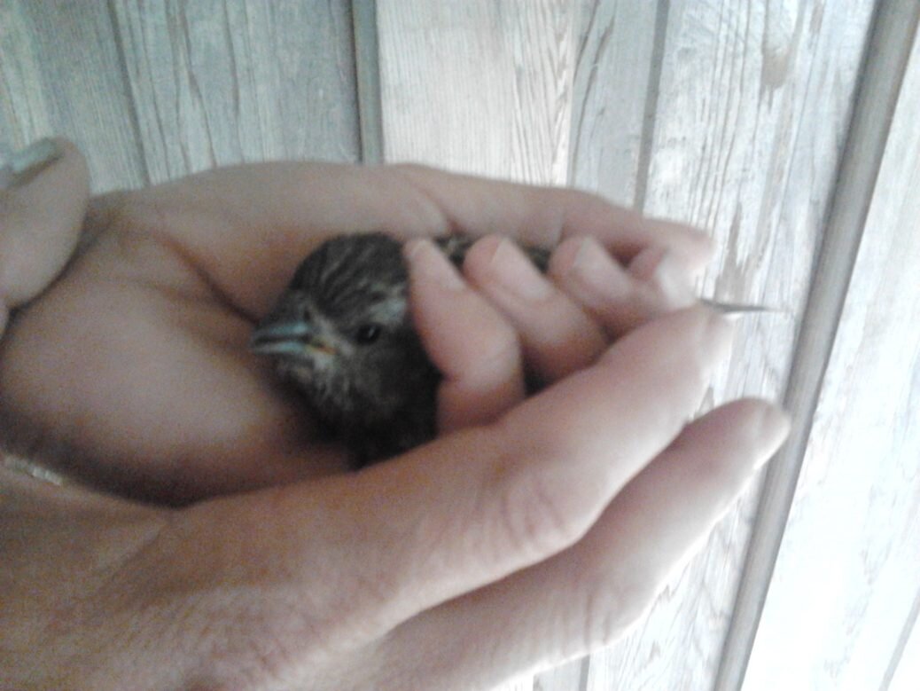 Jailbird
