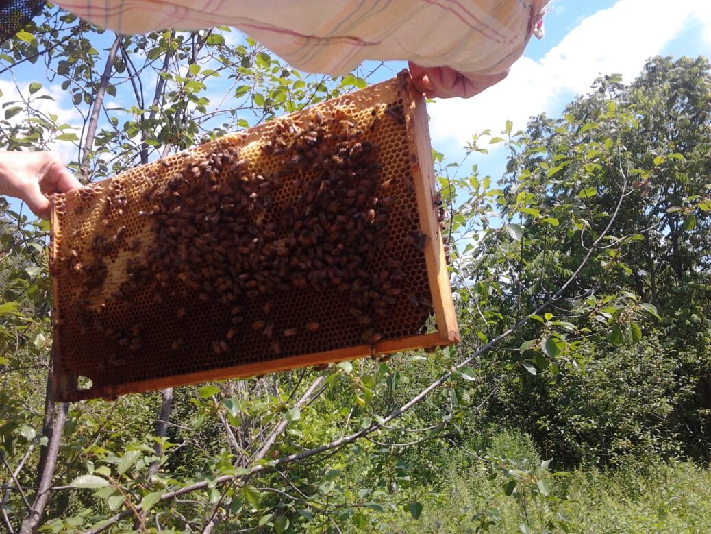 First Hive Opening