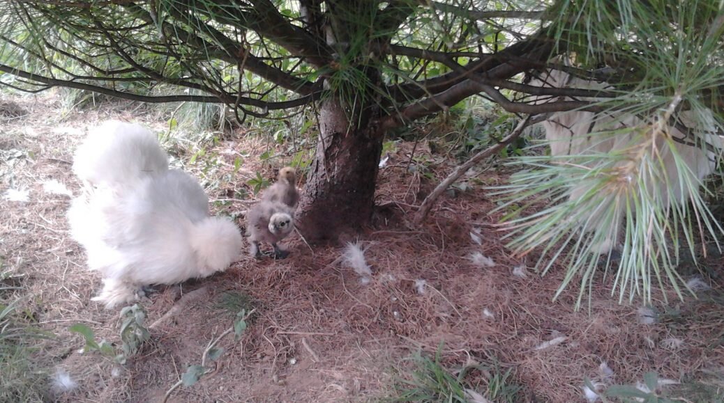 First day out for the chicks!