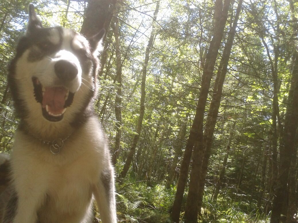 Doggiversary