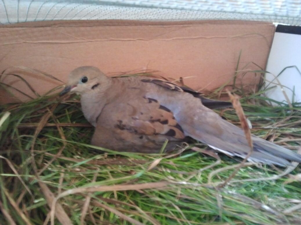 It's practically a bird hospital around here.