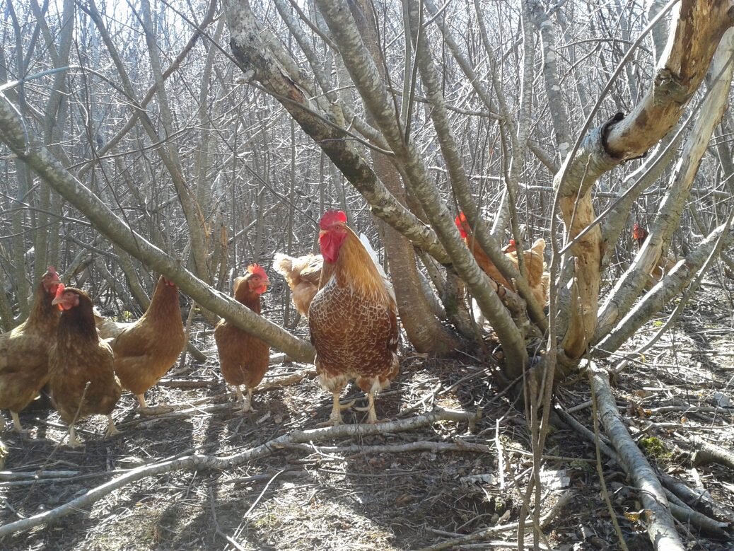 When the rooster didn't crow