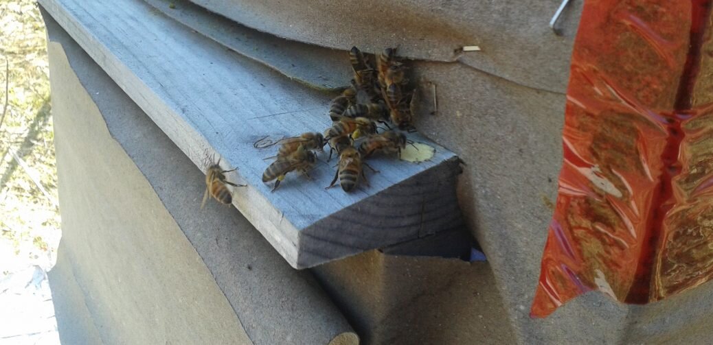 Pollen baskets!