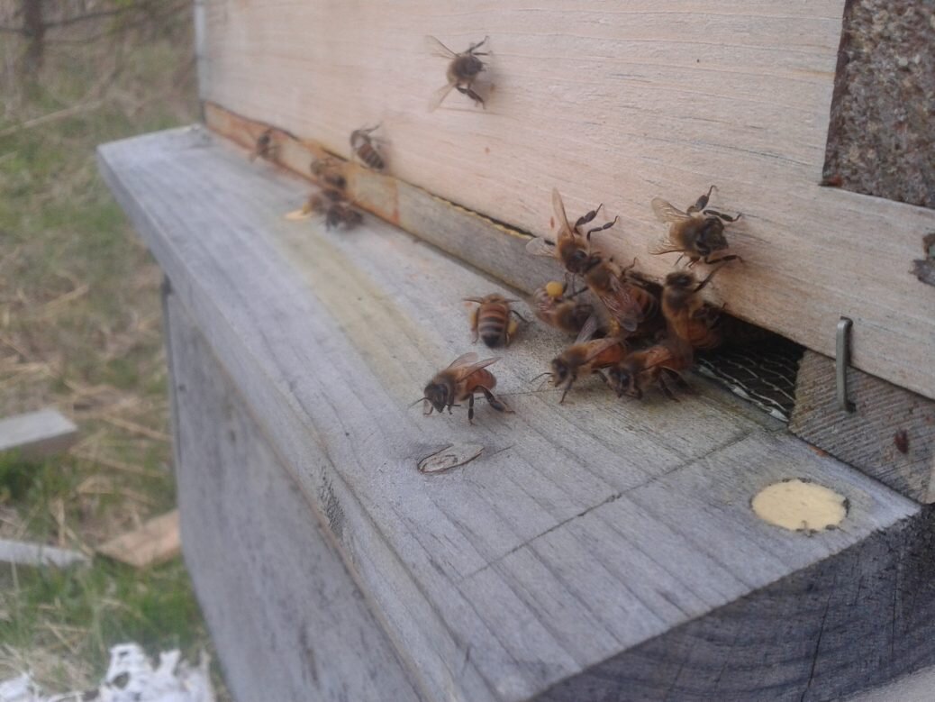 The bees are thriving