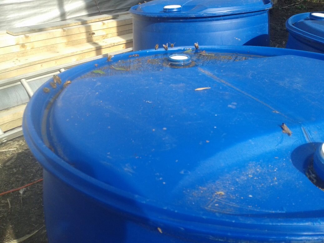 Honeybee watering hole