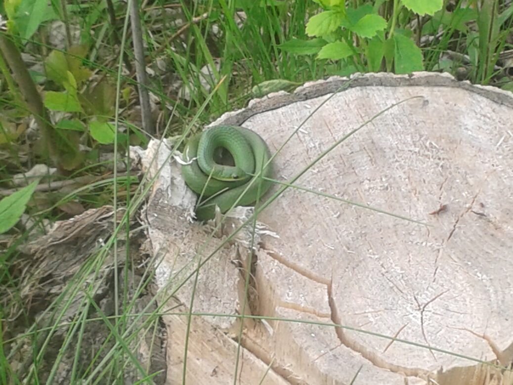 little green snake