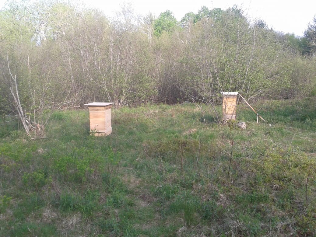New bee boxes