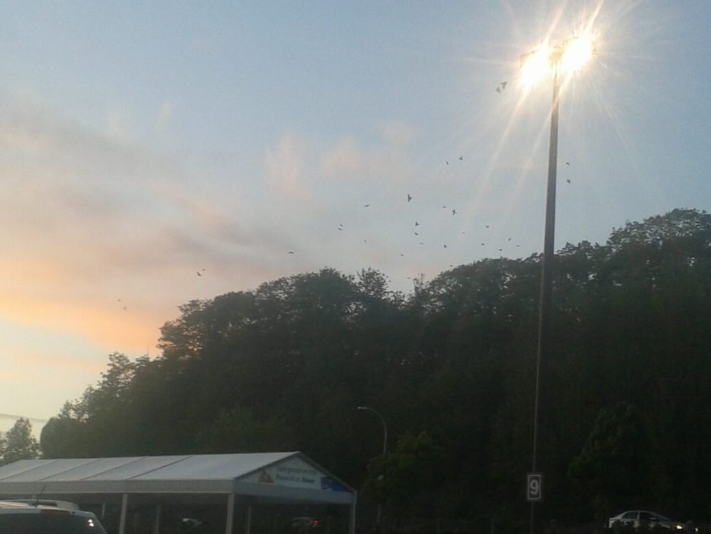 crows roosting