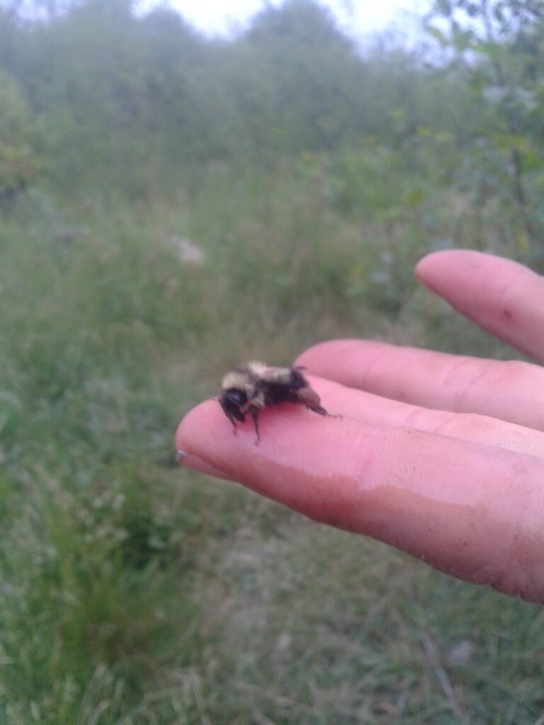 Bumblebee Rescue