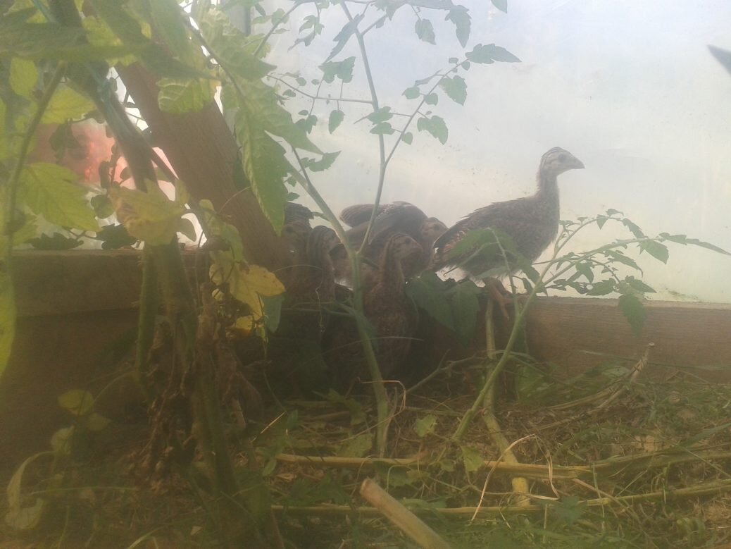 Guineas in the greenhouse