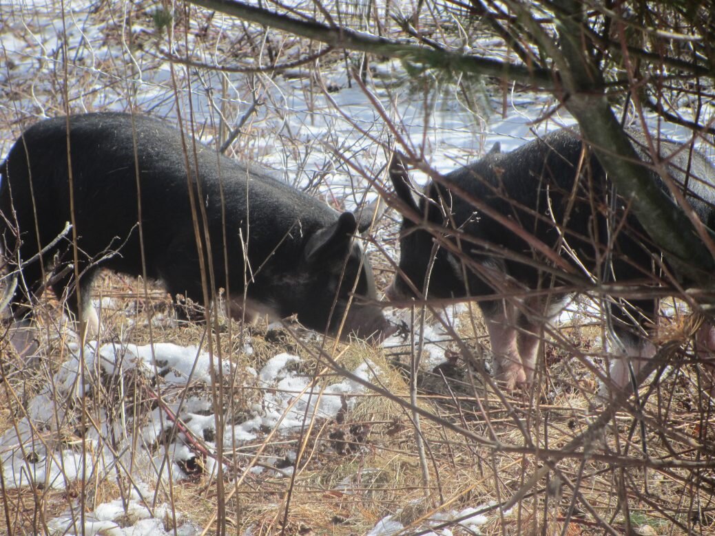 Man vs Piglets, day 1