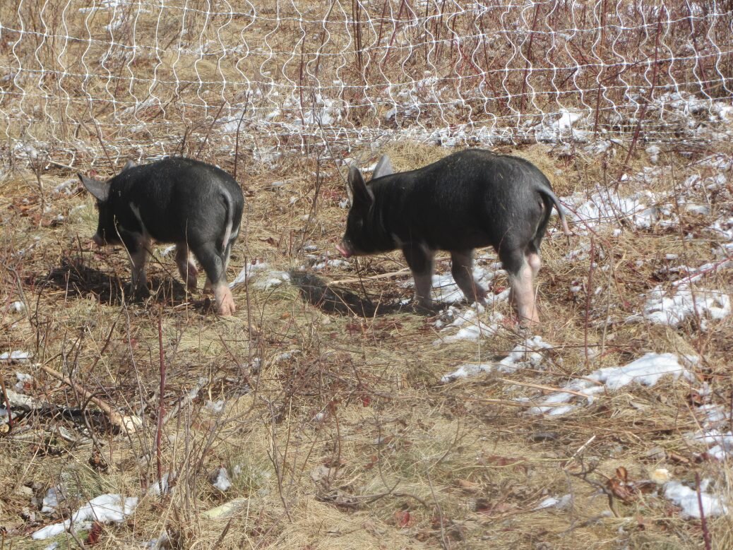 Round two, Piglets in the lead