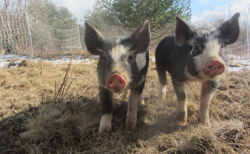 The pigs are coming around