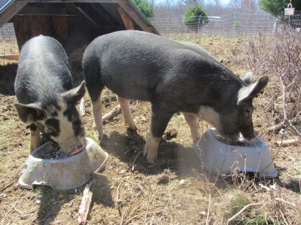 Growing piglets and oinker games