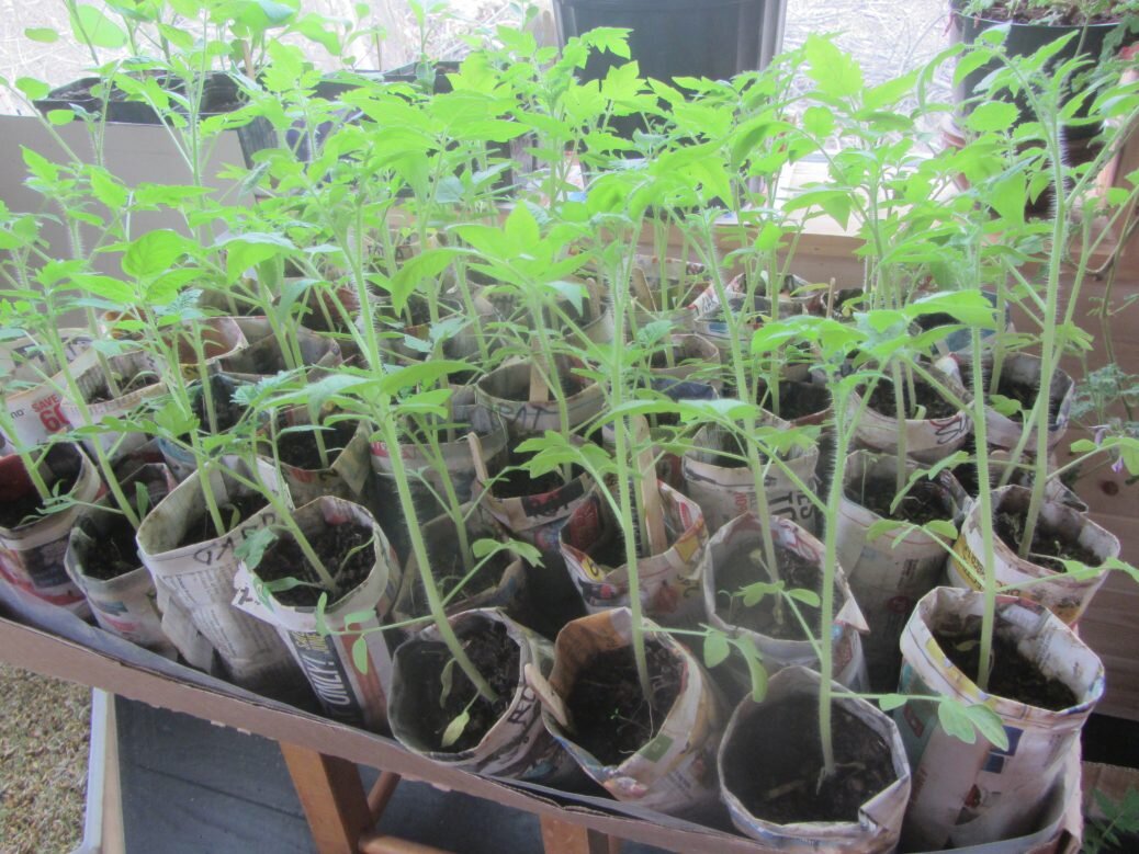 Peak Seedlings