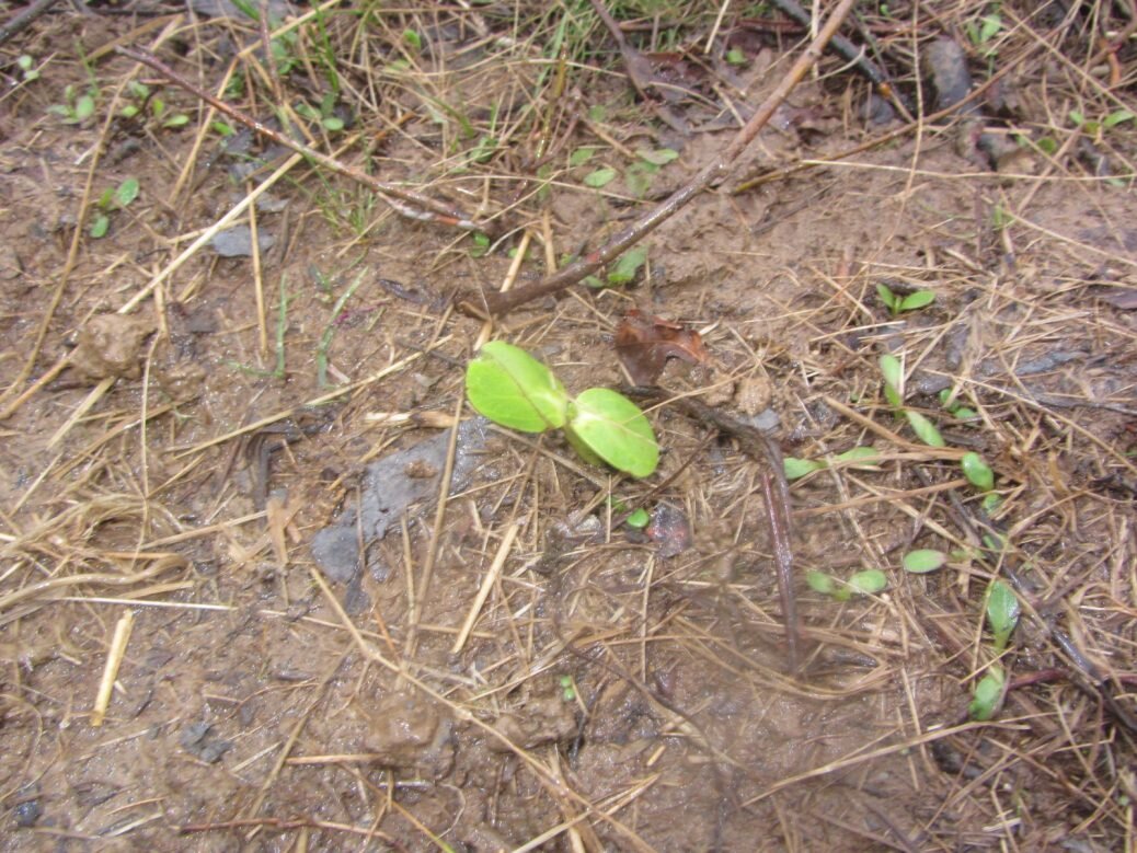 Volunteer Sunflowers