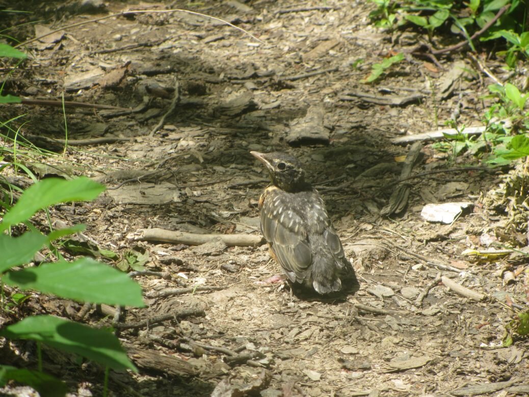 The time of the fledglings