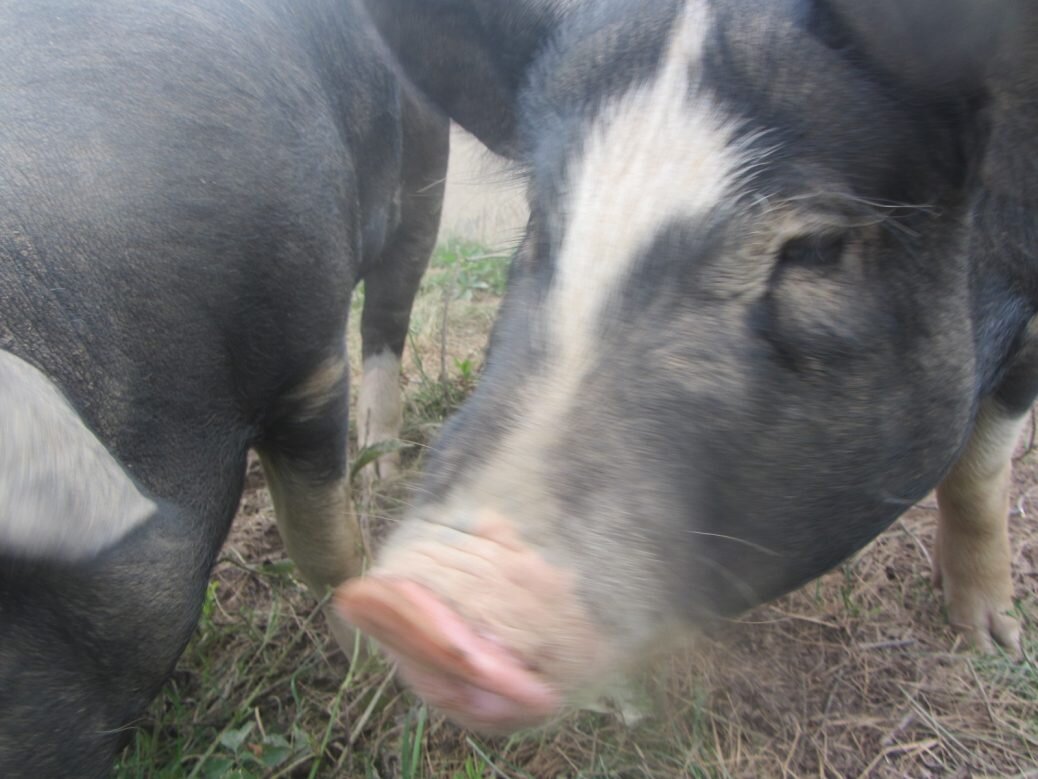 Almost bacon