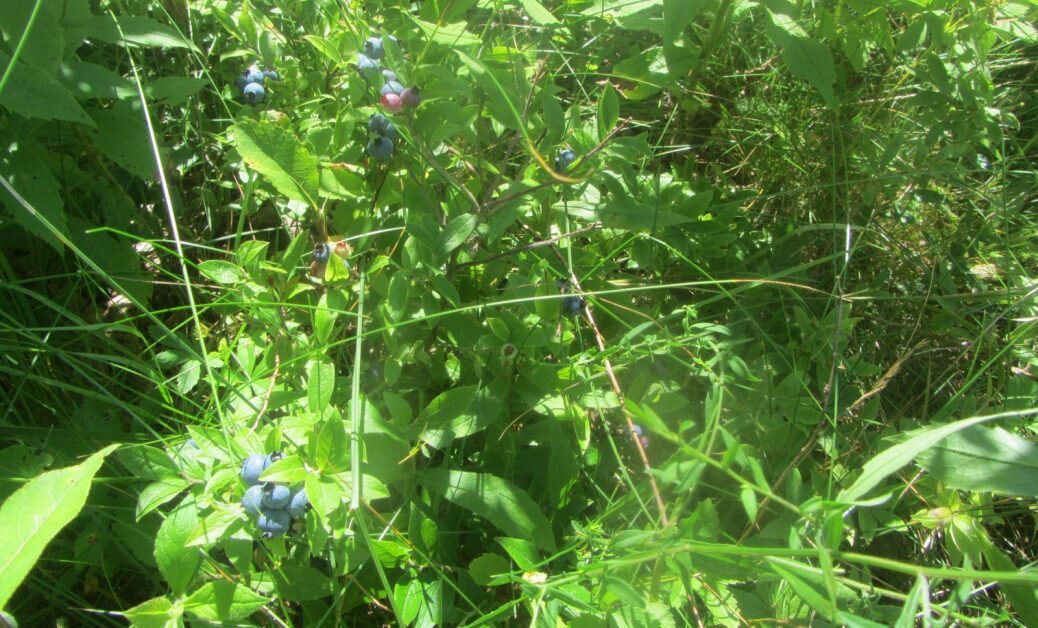 Blueberries!?