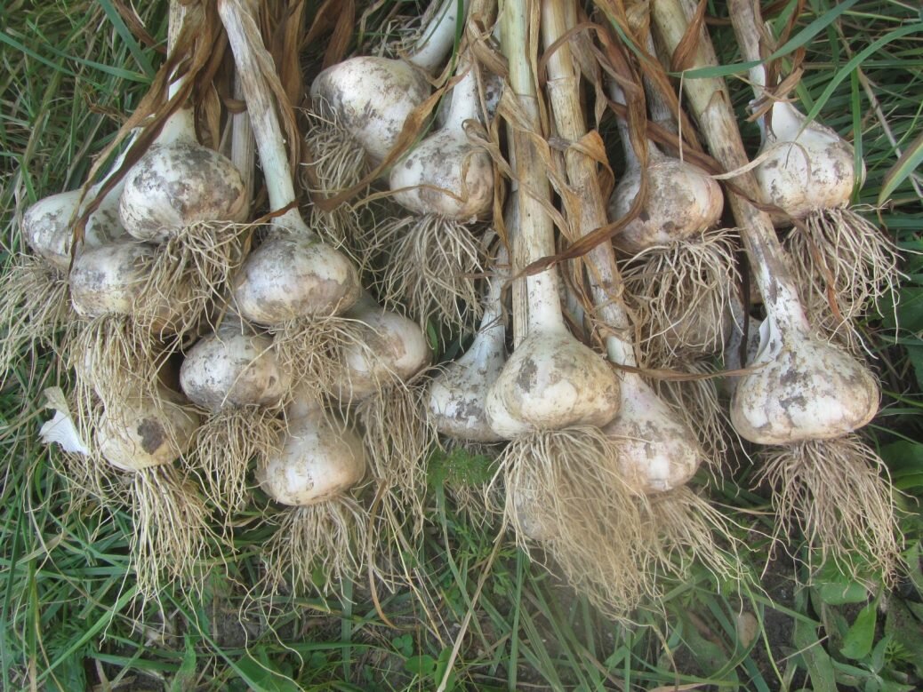 Big honking garlic