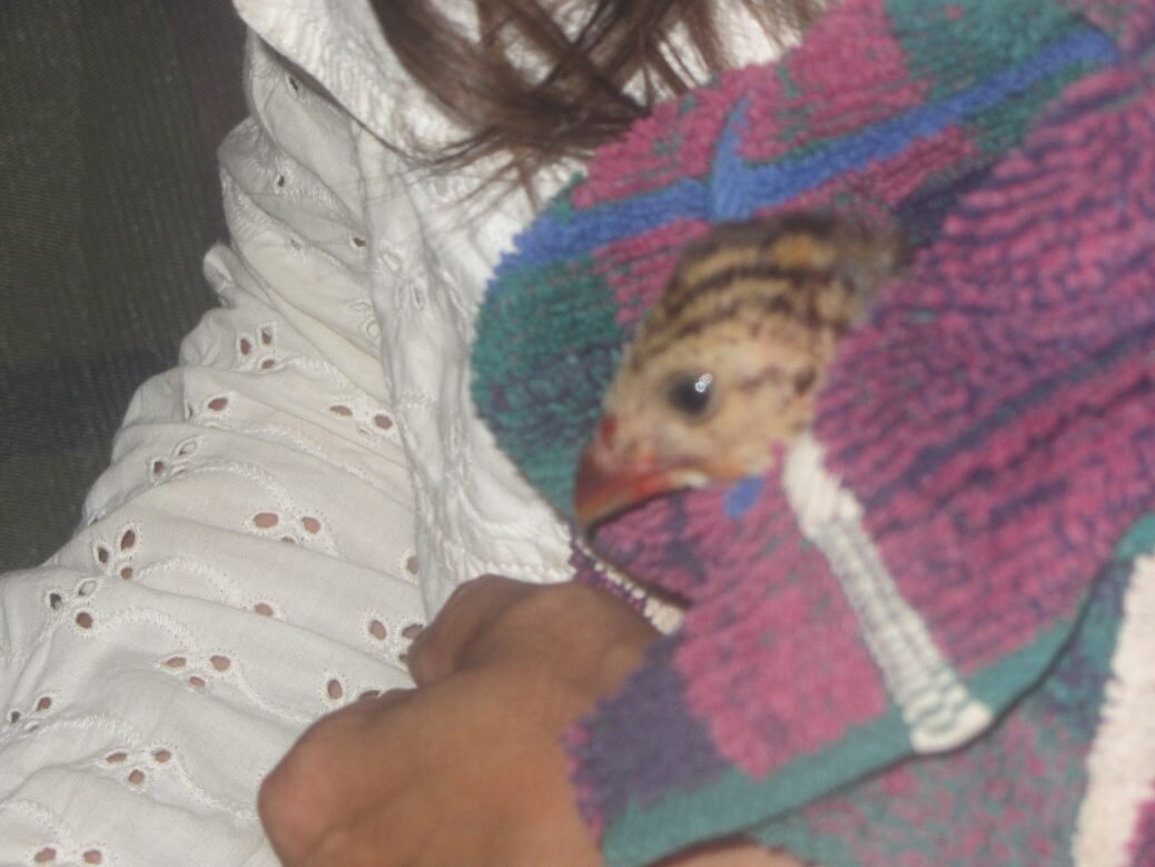 Guinea sleepover!