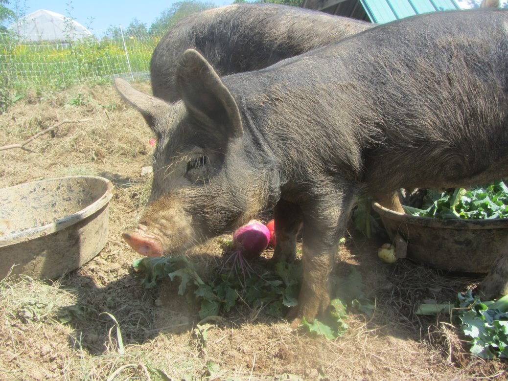 Sunbathing and pig lunch
