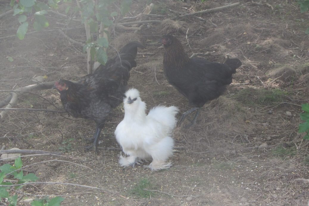 What's that white pompom doing with those chickens?