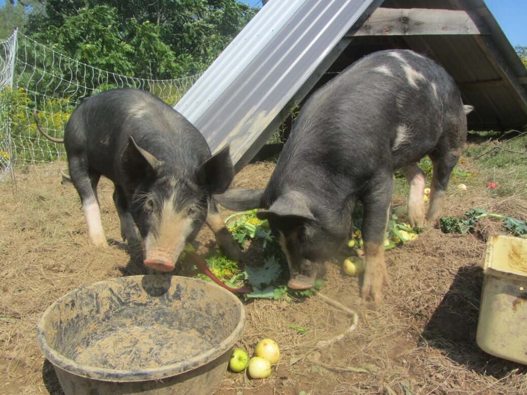Pig lunch