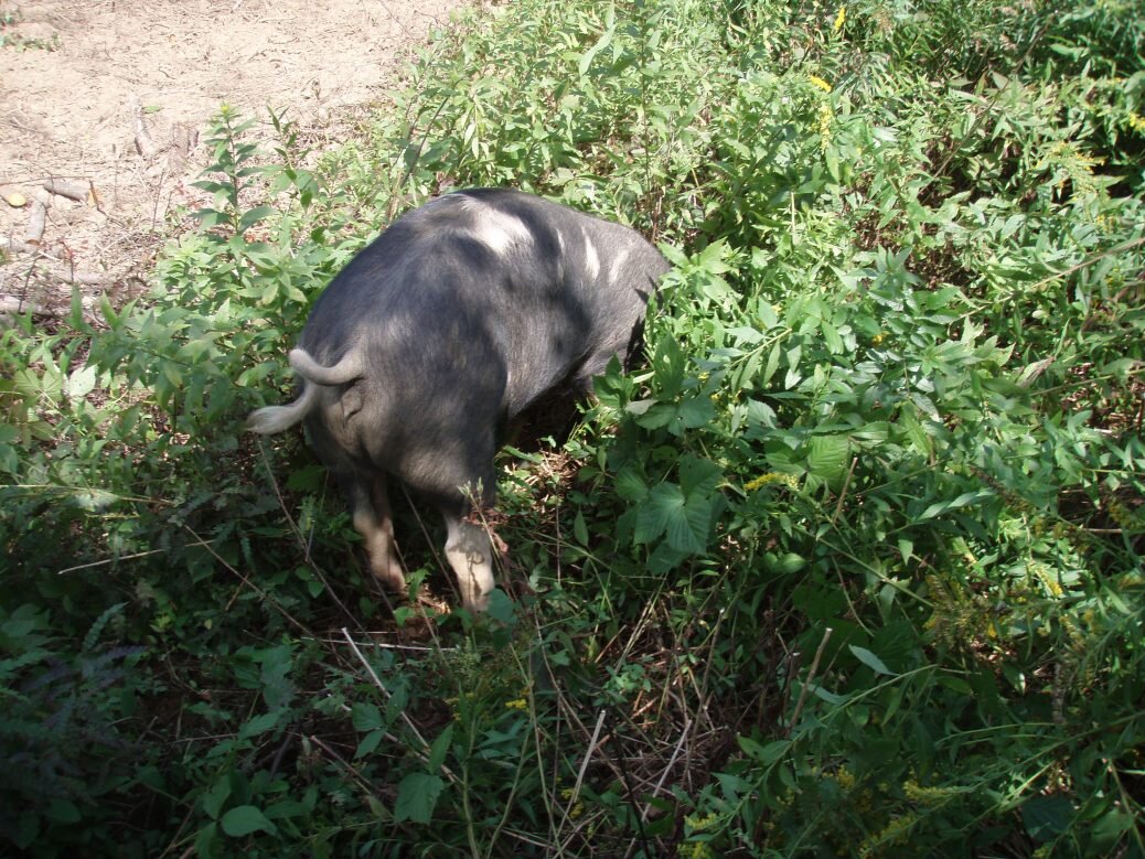 Pig plowshares
