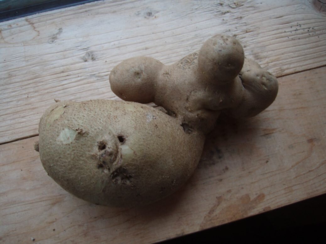 Potatoes worth taking pictures of