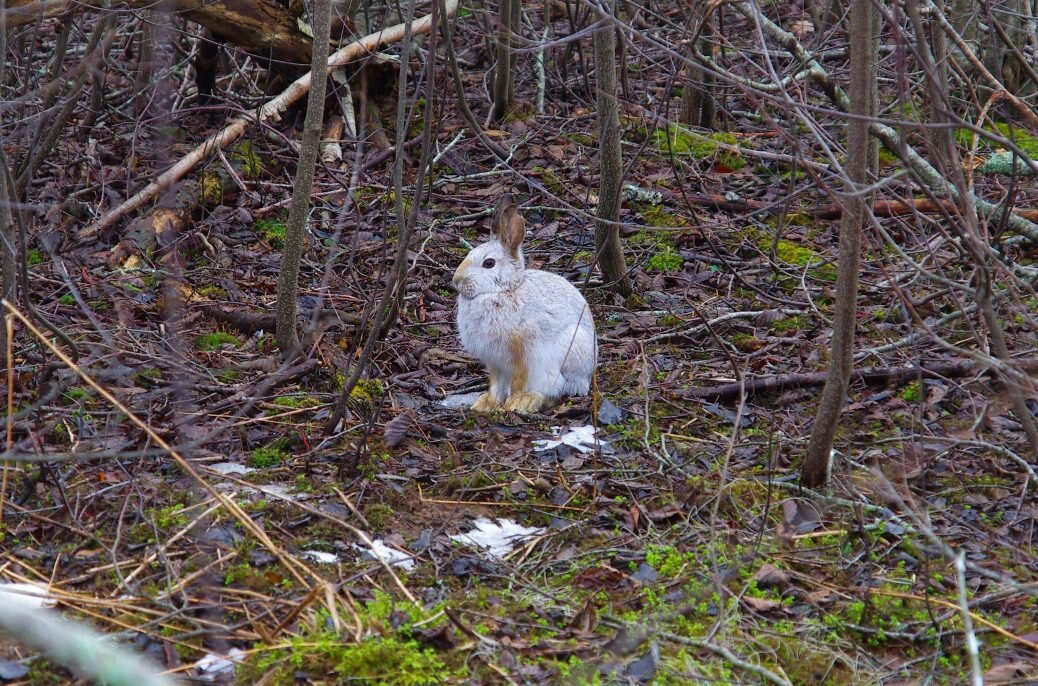 How do you catch a unique rabbit?