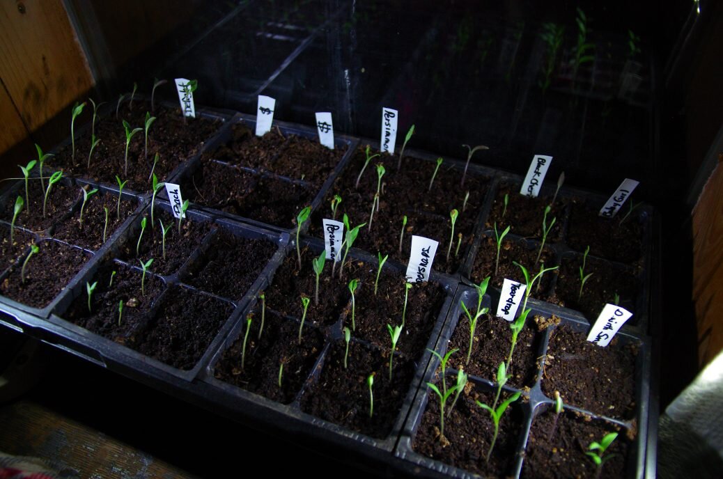 All the baby tomatoes