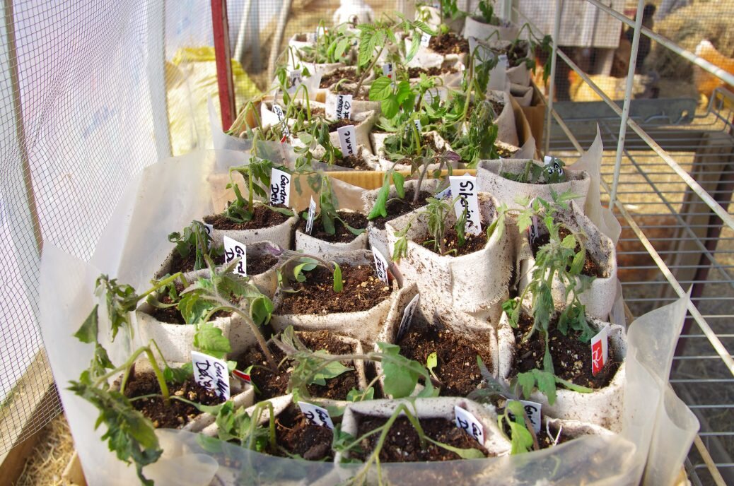 Seedling disaster