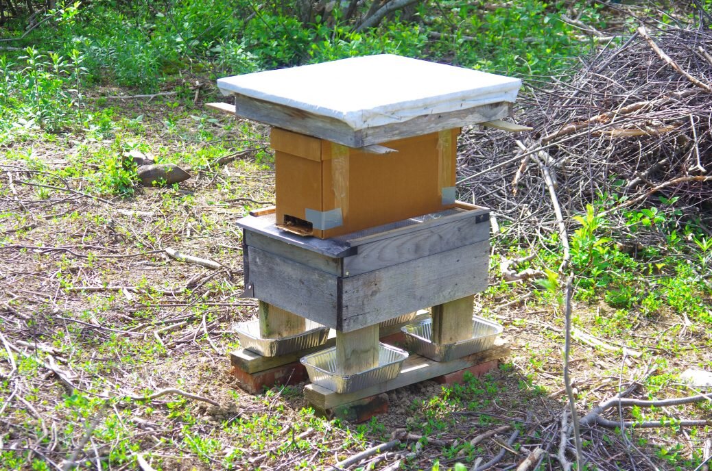 Move-in day for the bees