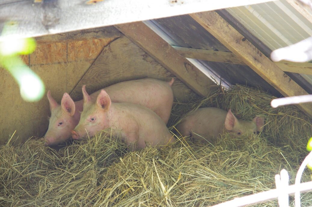 Three little pigs